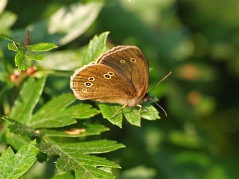 spitfire hermit moth|Spitfire .